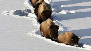 Bison walk single-file on a path through snow.