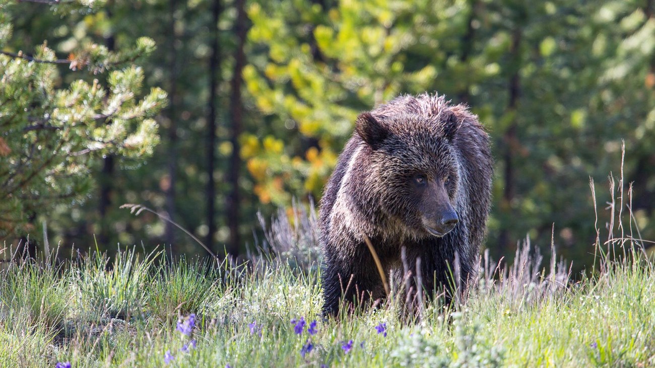 Bear Spray, Bear Sprays, Bear Scents, Bear Scent