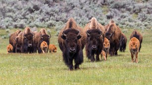 Photo of a group of bison cows and calves walking through a green meadow