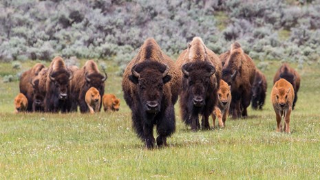A group of bison cows and calves walking through a green meadow.