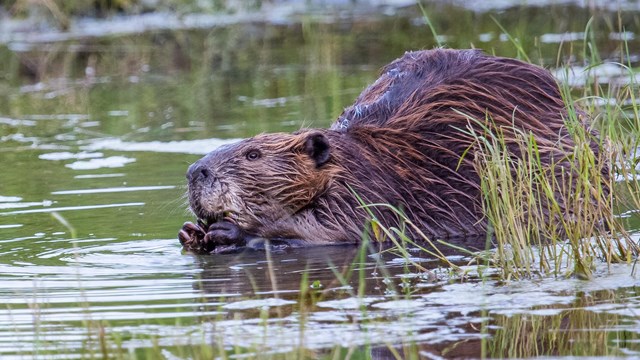 Beaver sliding into the water