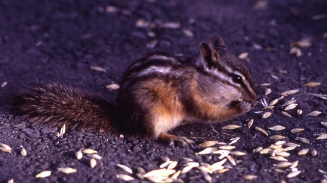 Least chipmunks eating seeds.