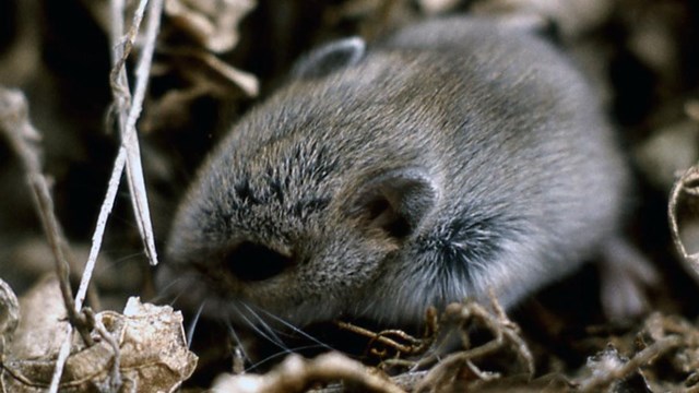 A small, gray vole amongst yellow grass and dried leaves.