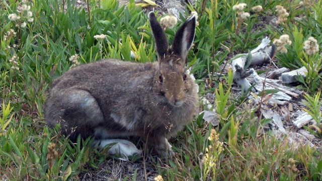 A white-tailed jackrabbit sitting amongst grass.