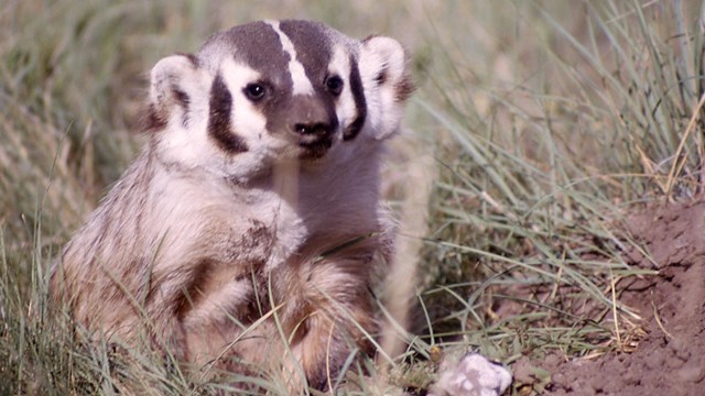 The white-and-black striped head of a badger.