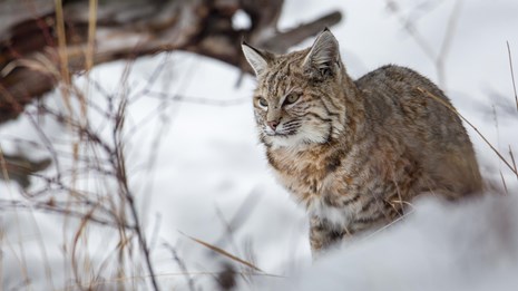 A bobcat walking through a snowy field of brush.