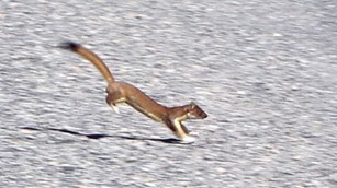 A reddish-brown long-tailed weasel hopping across a road.