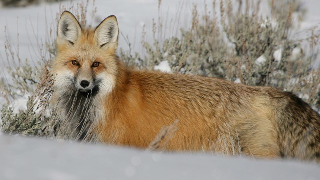 A red fox staring across a snowy field.