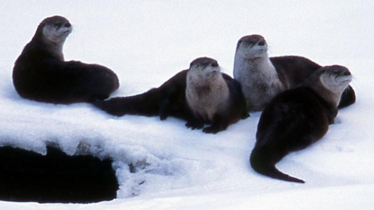 Four river otters resting on a snowy river bank.