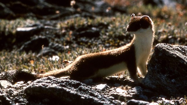 A short-tailed weasel looks back over its shoulder.