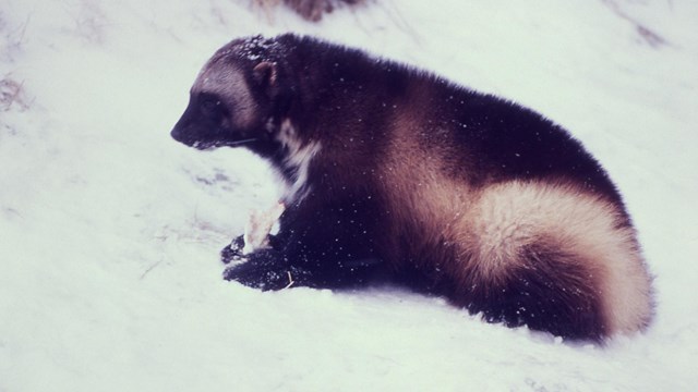 A wolverine looks around a snowy field.