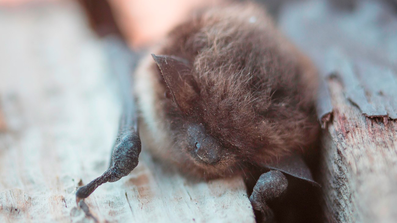 A bat rests on some wooden posts.