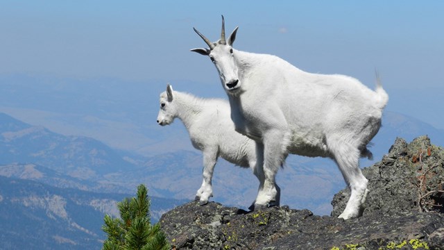 Two mountain goats standing upon a rock pinnacle.