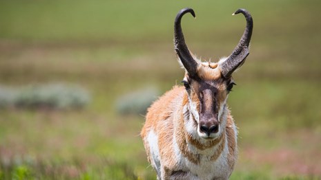 A pronghorn looking directly at the camera.