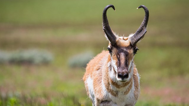 A pronghorn looking directly at the camera.