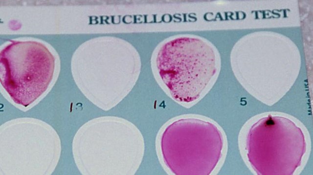A brucellosis test card with blood smears on the card.