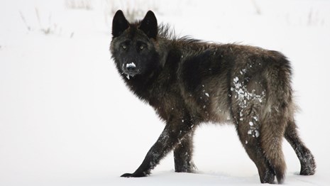 A black and dark gray wolf in snow