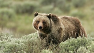 A brown bear with silver-tipped fur and hump standing in sagebrush