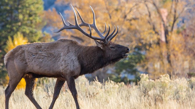 A bull elk with large antlers bugles in front of yellow leaves