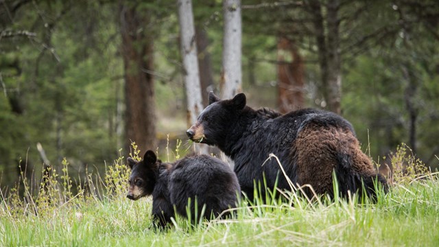 An adult black bear and cub stand in grass near a forest
