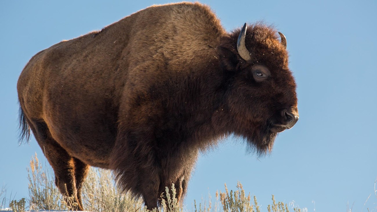 A large bull bison stands on a hill covered in some snow backed by blue sky