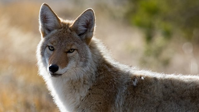 A canine with large pointy ears looks at the camera