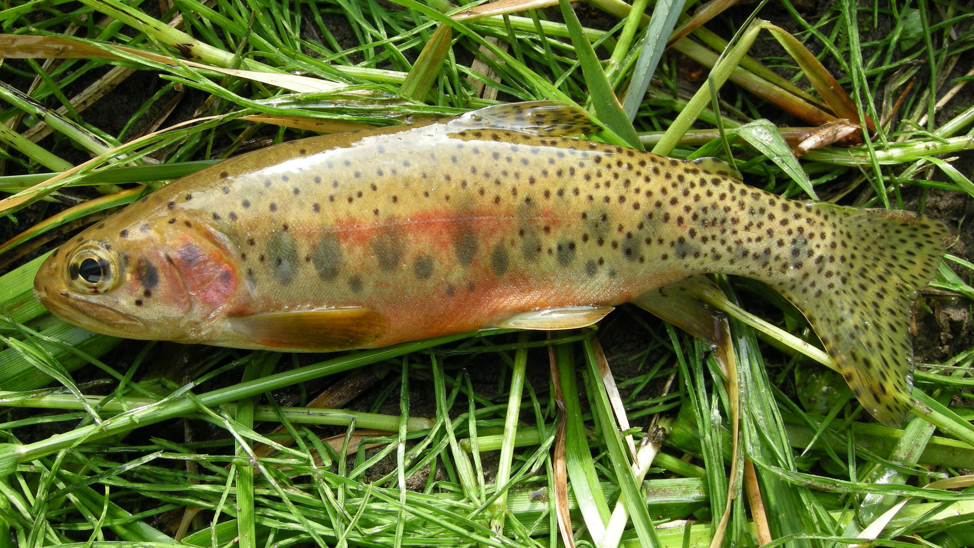 Yellowstone Cutthroat Trout - Yellowstone National Park (U.S. ...