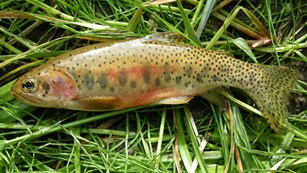 A spotted fish with red belly laying on grass