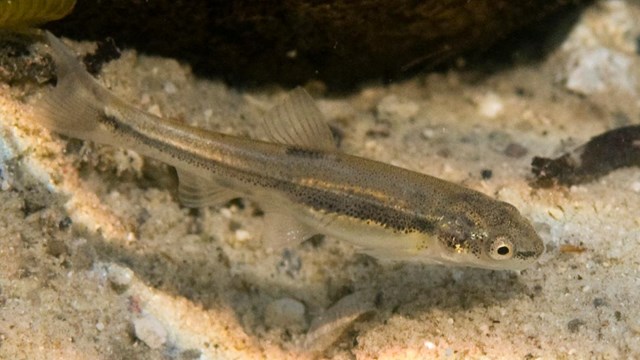 A longnose dace floating above the sandy river bottom