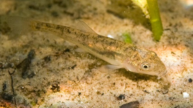 A longnose sucker along the sandy river bottom