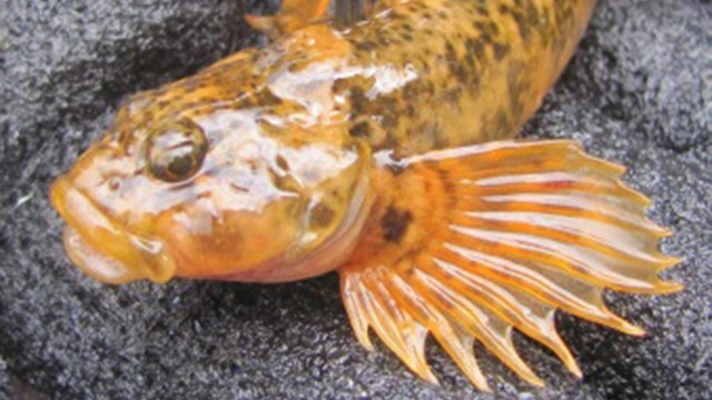 A gray fish with dark sports and striped fins underwater