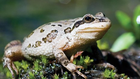 Columbia Spotted Frog - Yellowstone National Park (U.S. National Park