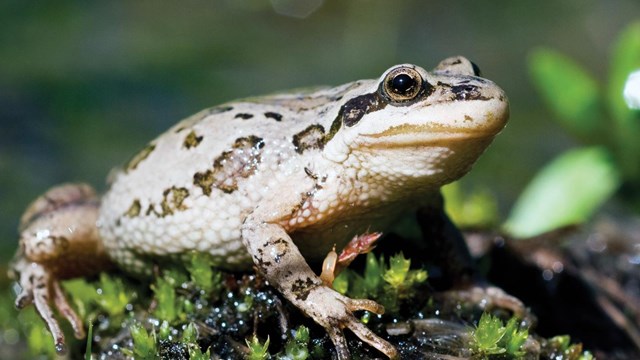 A tan frog with some dark spots on glistening green vegetation