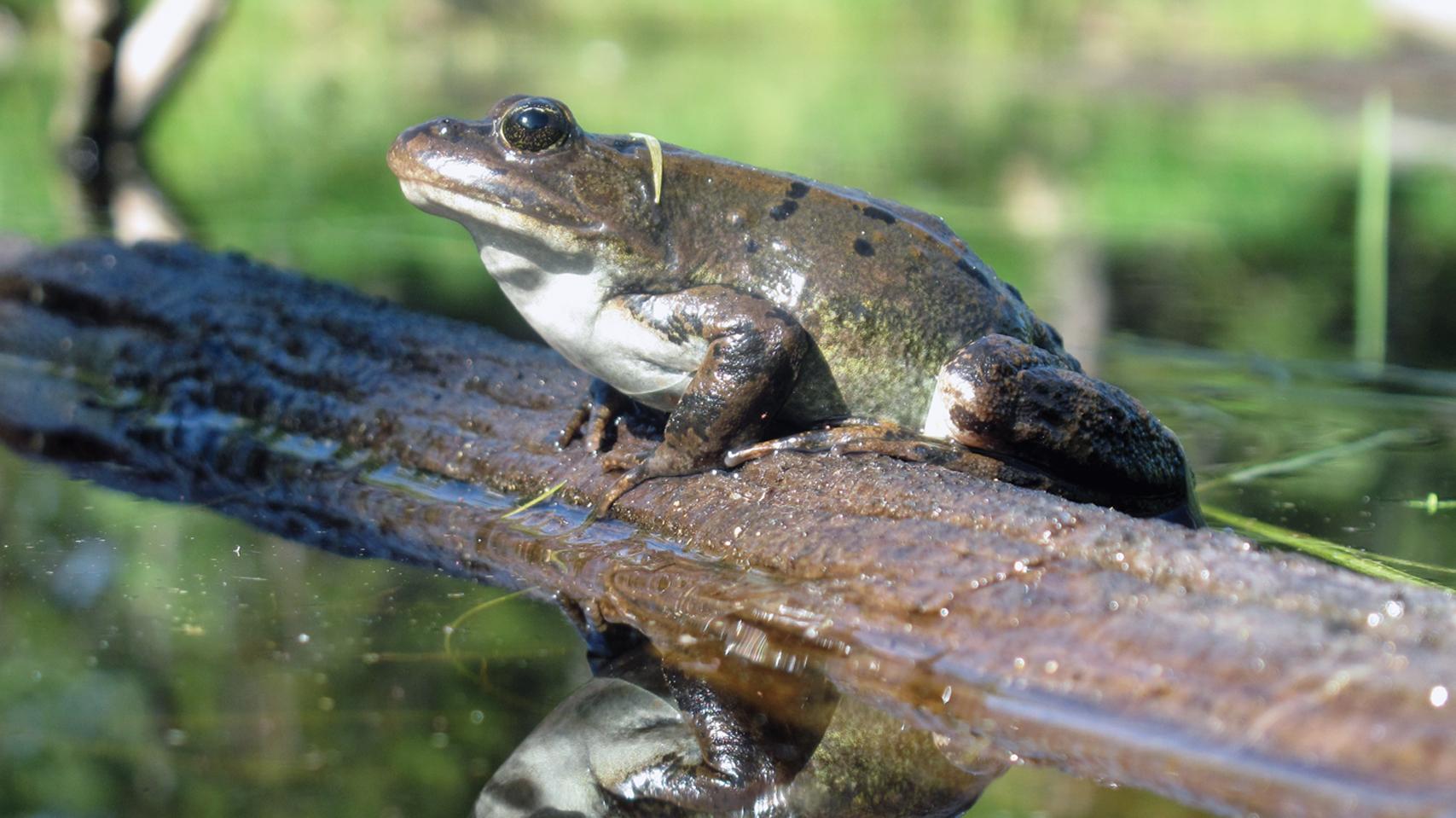 A frog on a small log with white belly and dark green back reflected in water