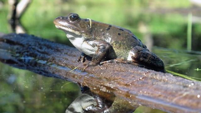 A frog on a small log with white belly and dark green back reflected in water