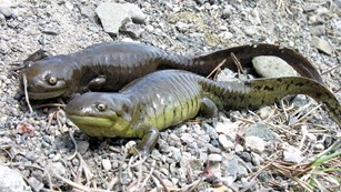 Two dark green glistening salamanders with light green bellies side by side on gravel