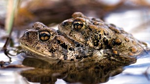 A bumpy, black spotted rests on top of another toad