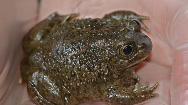 A green and brown bumpy toad in held in the hollow of two gloved hands