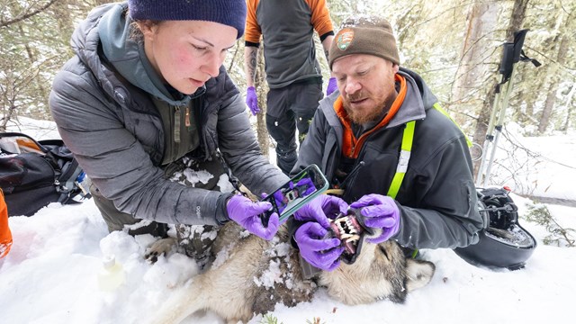 Biologists take photos of a sedated wolf's teeth