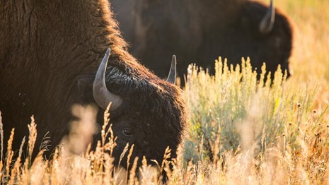 Two large bison graze in tall grass during the late afternoon light.