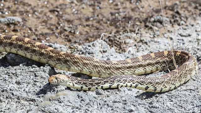 A tan and black snake on a rocky surface