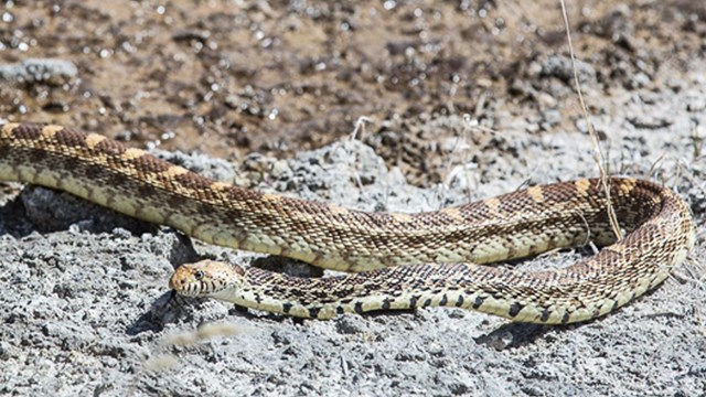 Garter Snake Fast Facts (U.S. National Park Service)