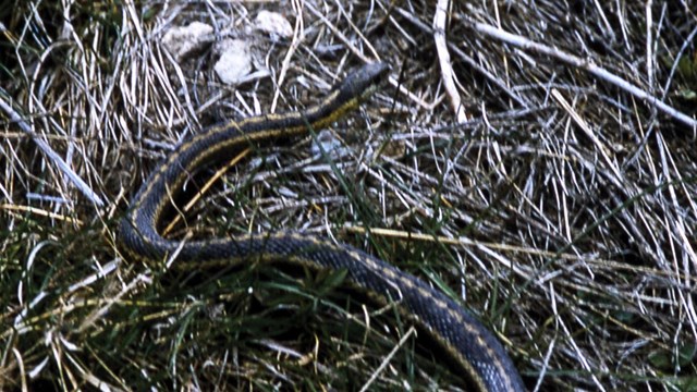 A black and white snake on dead grass