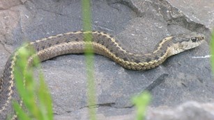 A white and tan striped snake with black dots on a rock