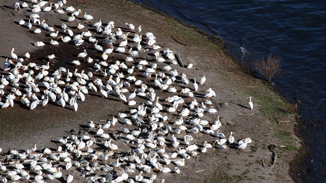 A large flock of white birds on the shore of an island.
