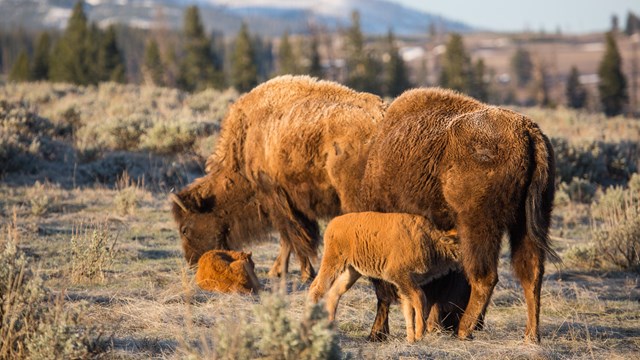 a bison calf nursing during an early morning