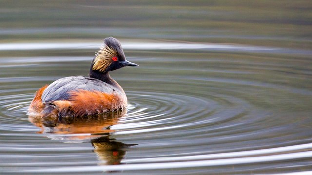 An eared grebe near Mammoth Hot Springs