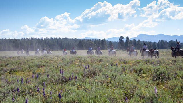 multiple people riding horseback on a trail through a wildflower-filled meadow