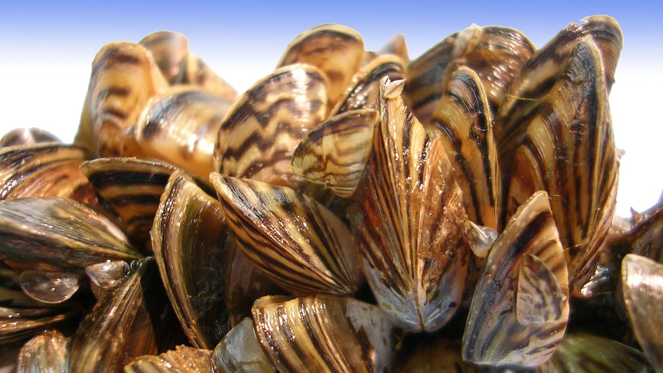 striped mussels in a tight group