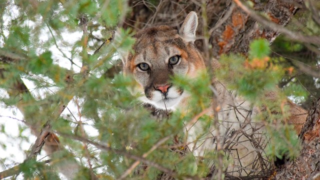 A male cougar stares down from a tree.